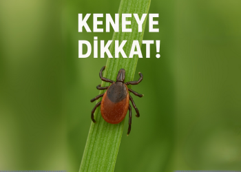 Sivas’ta Kene Tehlikesi: Yaz Aylarında Vaka Sayısı Artıyor!