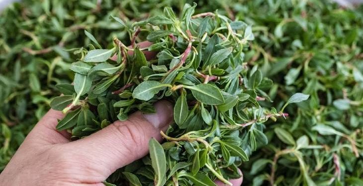 Adına besteler yapılan, şifa kaynağı olarak kayıtlara geçmiş ‘MADIMAK OTU’